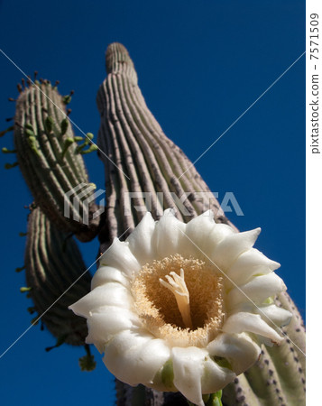 Sawarocactus花 7571509