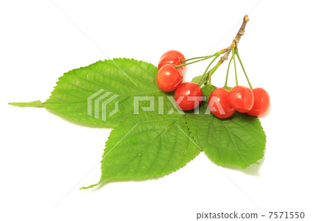 Cherries Cherries 7571550