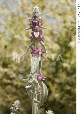 Rumsuier's flower 7571616