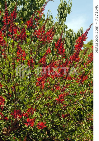 Wild flowers 7571646