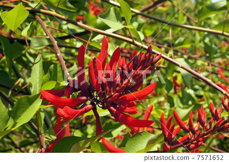 野花 野花 7571652