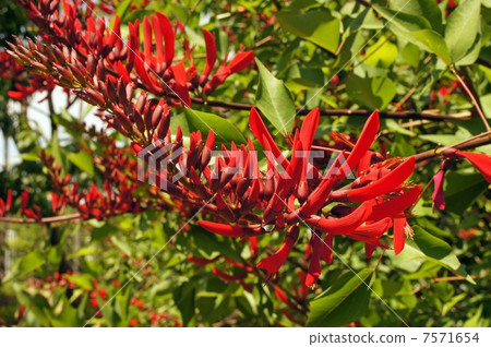 Wild flowers Wild flowers 7571654