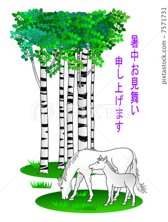 樺樹溫暖的夏天日出 7571731