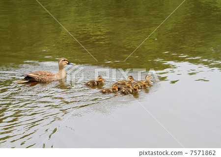 Parent and child of swimming beetle 7571862