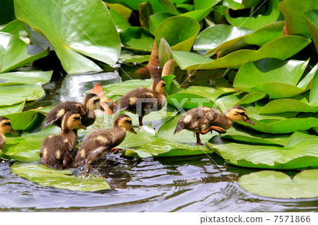 嬰孩在加利福尼亞走在荷花的葉子 7571866