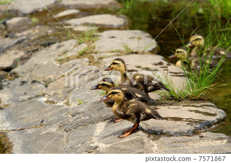 Baby in California walking along the water Baby in California walking along the water 7571867