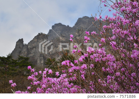 Magnificent mountain of spring 7571886