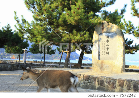 Miyoshima Miyoshima 7572242