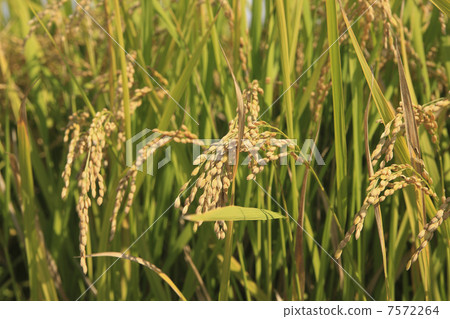Rice field Rice field 7572264
