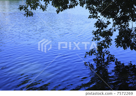 Water surface and leaves 7572269