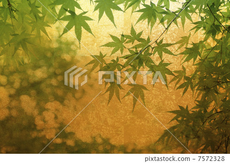 金背景和Momiji背景 金背景和Momiji背景 7572328