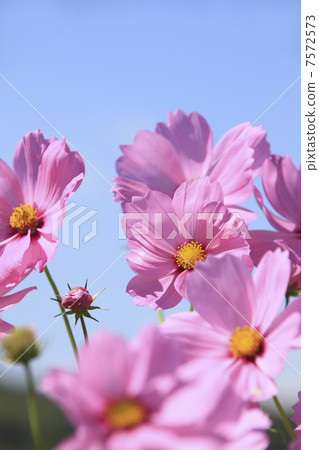 Cosmos 7572573