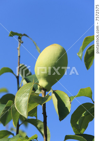 The fruit of Karin 7572575