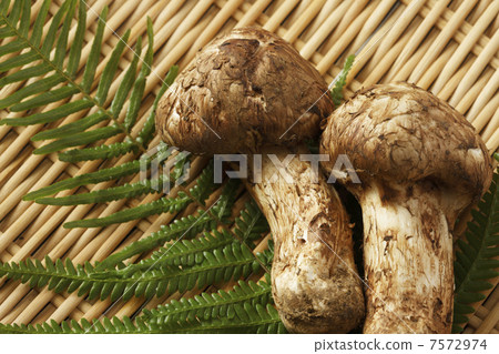 Matsutake 7572974