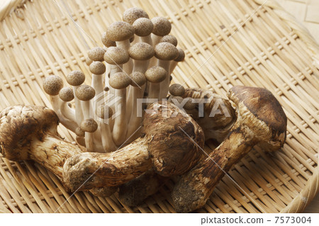 Matsutake和shimeji Matsutake和shimeji 7573004