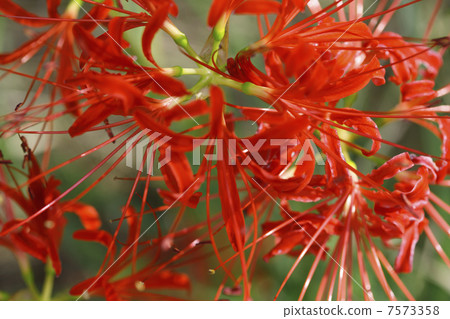 Cluster amaryllis 7573358