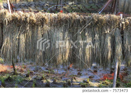 Rice hunting 7573473
