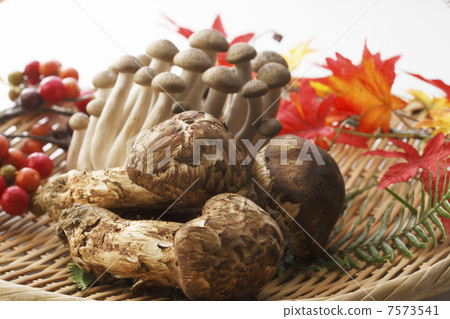Matsutake and shimeji Matsutake and shimeji 7573541