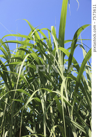 甘蔗 7573611