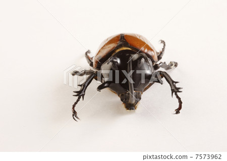 Beetle Beetle 7573962