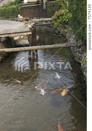 Hagi, Carp of the Baba River Hagi, Carp of the Baba River 7574130