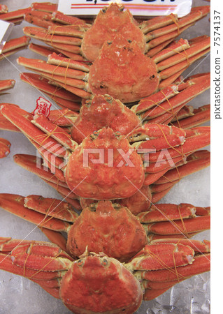 鳥取縣的松葉蟹 7574137
