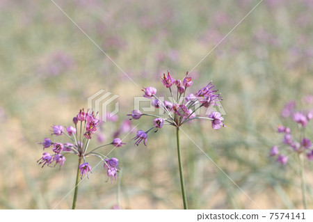 Lucky flowers 7574141