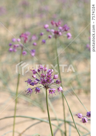 Lucky flowers Lucky flowers 7574184