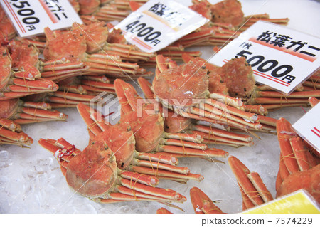 Matsuba crab in Tottori prefecture Matsuba crab in Tottori prefecture 7574229