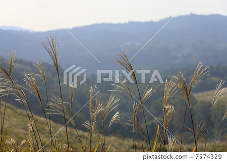 Autumn Akiyoshidai 7574329