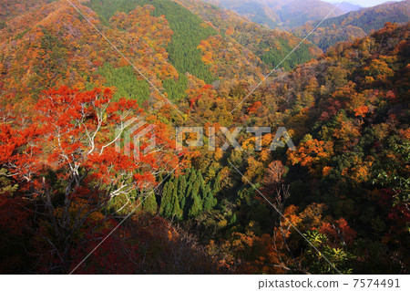 Autumn leaves of Mitsutukuyama 7574491
