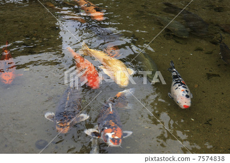 H i，巴巴河的鯉魚 7574838