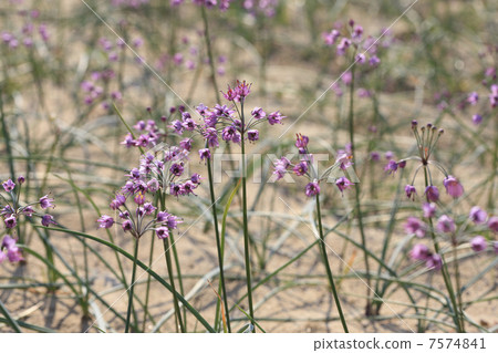 Lucky flowers 7574841