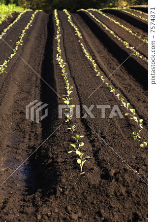 Sesan高原的一個領域 7574871