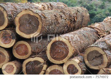 Timber log 7574972