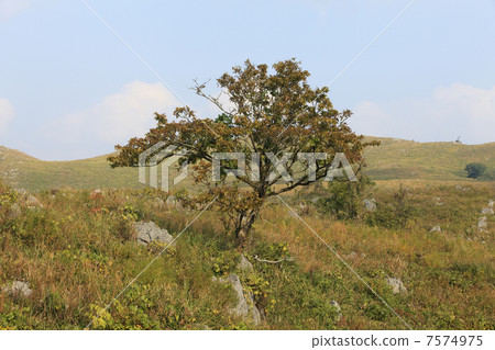 秋天秋吉台 7574975