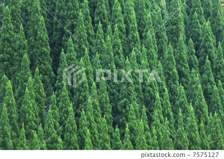 Cedar forest 7575127