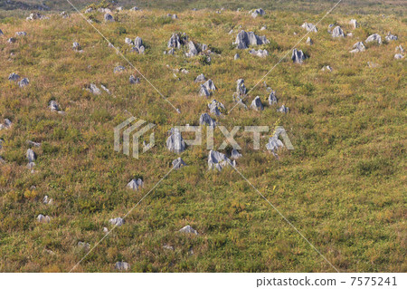 秋天秋吉台 7575241