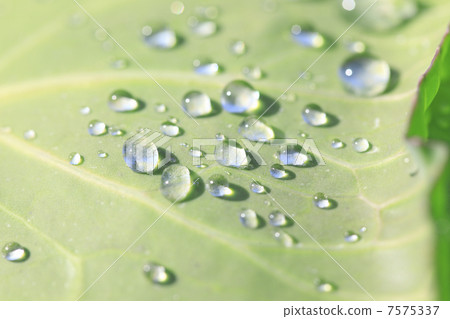 狹山高地的白菜 7575337