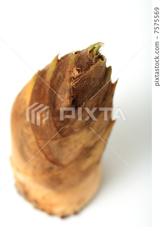 Bamboo shoot Bamboo shoot 7575569