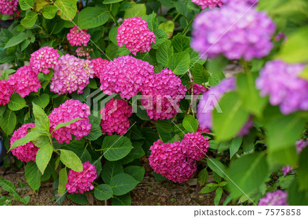 繡球 繡球 7575858