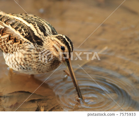 Tashigi Tashigi 7575933