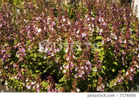 Wall germander · light pink flower Wall germander · light pink flower 7576080