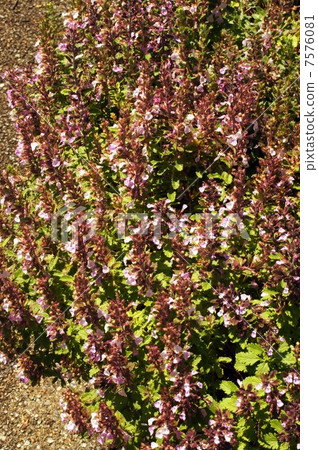 Wall germander · light pink flower 7576081