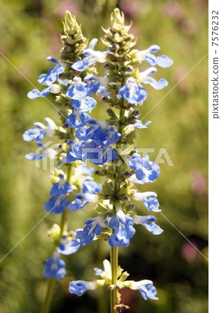 Salvia·Urginosa的藍色花 Salvia·Urginosa的藍色花 7576232
