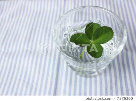 four Leaf Clover four Leaf Clover 7576300