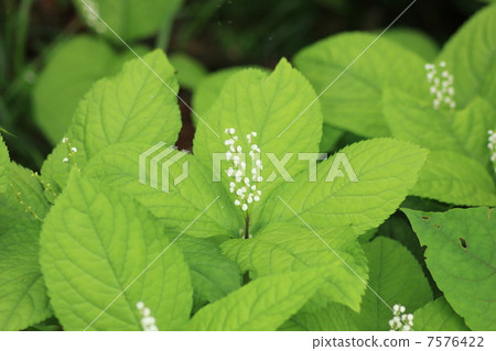 第二個人 第二個人 7576422