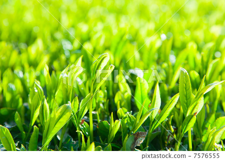 Shizuoka Tea Field Shizuoka Tea Field 7576555