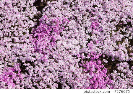 地面粉紅色 7576675