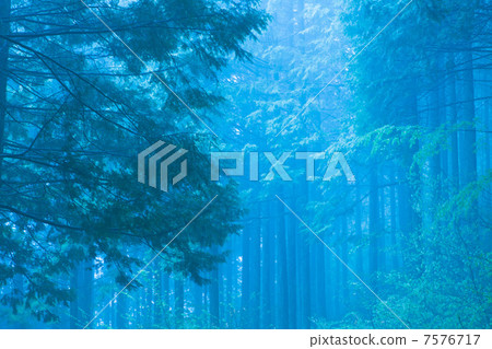 Fog forest Fog forest 7576717